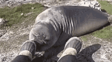 Seal Lazy GIF - Seal Lazy Tired GIFs