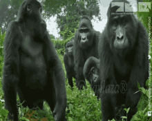 Gestos Gorilla GIF