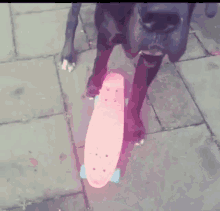 Skateboard Skate Dog GIF - Skateboard Skate Dog Skating Dane GIFs