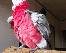 galah silly galah bird cockatoo rose brested cockatoo