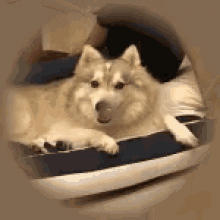 Waltpuppy Dog GIF - Waltpuppy Dog GIFs