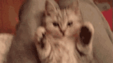 Dawww GIF - Cat Kitten Paws GIFs