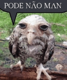 a small owl with a big beak is standing on a log .