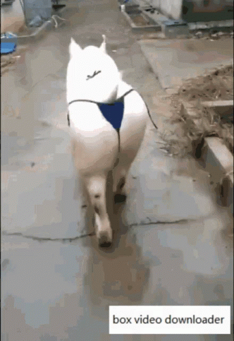 Funny Sexy Pig GIF - Funny Sexy Pig Bikini Pig - Discover & Share GIFs Funny Sexy Pig GIF - Funny Sexy Pig Bikini Pig - Discover & Share GIFs