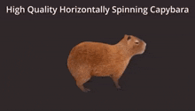 a picture of a capybara with the words high quality horizontally spinning capybara
