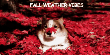 Fall Weather Vibes GIF