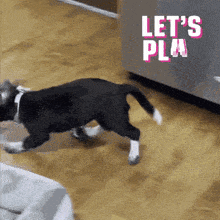 a black and white dog is running on a wooden floor with the words let 's pla in the background