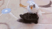 The Tortoise And The Bird GIF - Bird Hitching A Ride Turtle GIFs