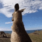 a kangaroo is standing on its hind legs and looking up at the sky .