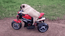 Dog Pug GIF - Dog Pug GIFs