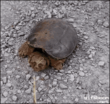 Turtle Turtles GIF - Turtle Turtles Snapping GIFs