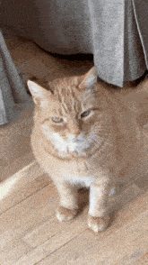 an orange and white cat standing on a wood floor