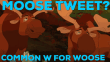 Woose Moose GIF - Woose Moose GIFs