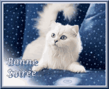 Cat Bonne Soiree GIF - Cat Bonne Soiree GIFs