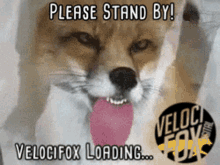 Velocifox Loading GIF - Velocifox Loading GIFs