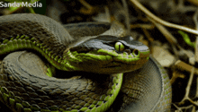 a close up of a snake with sanda media written in the corner