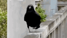 烏鴉 Crow GIF - 烏鴉 Crow 開心 GIFs
