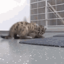 aww cute animals so adorable cheetah cubs