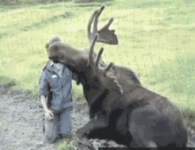 Funny Animals Moose GIF - Funny Animals Moose Bull GIFs