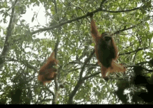 Orangutan Kiss GIF - Orangutan Kiss Leaves GIFs