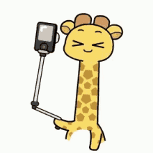 giraffe selfie picture pic face