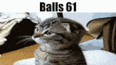 Balls Balls 61 GIF - Balls Balls 61 Cat GIFs