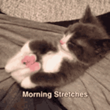 Morning Stretches GIF - Morning Stretches Cat GIFs