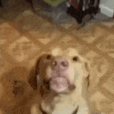 Dog Chomp GIF