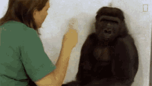 tickle koko watch koko the gorilla use sign language in this1981film world gorilla day playing around