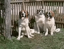 собаки Dogs GIF - собаки Dogs три GIFs