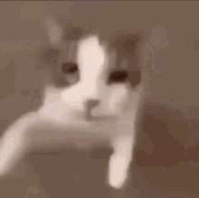 Gato Beijando GIF
