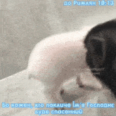 a pig and a dog are looking at each other with the time 10:13