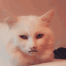 Cat White Cat GIF - Cat White Cat Snapcat GIFs