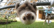 So Cute Sloth GIF - So Cute Sloth Upside Down GIFs