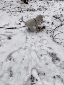 Ottoonarheim Dog GIF - Ottoonarheim Dog Fall - Discover & Share GIFs
