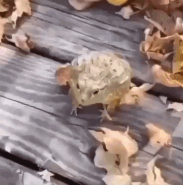 untitled.gif