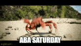 a crab is walking on a beach with the words aba saturday above it