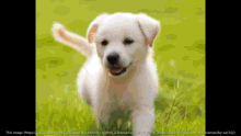 Dogs Pets GIF