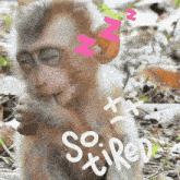 a monkey is sitting on the ground with its eyes closed and a sad face .