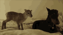 Prospective Friends GIF - Sheep Lambs Dogs GIFs