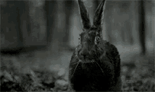 the witch scared rabbit shock