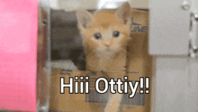 a kitten in a cardboard box with the words hiii ottiy written on it