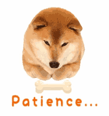 patience dog doggo