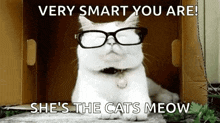 a white cat wearing glasses is sitting inside of a cardboard box .