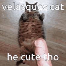 Cute Cat Cute GIF - Cute Cat Cute Velasquez Cat GIFs