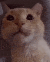 a close up of a cat 's face with its mouth open .