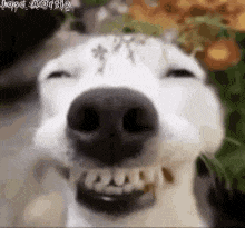 a close up of a dog making a funny face .