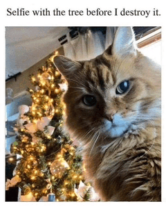 Cats and christmas trees funny best sale