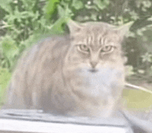a cat is sitting on the hood of a car .