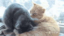 When You And Your Friend Try Going For A High-five... GIF - Cat Cats Highfive GIFs